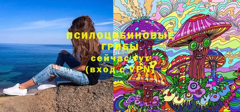 МЕГА   Нытва  Галлюциногенные грибы Psilocybine cubensis 